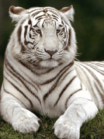 tygr bílý